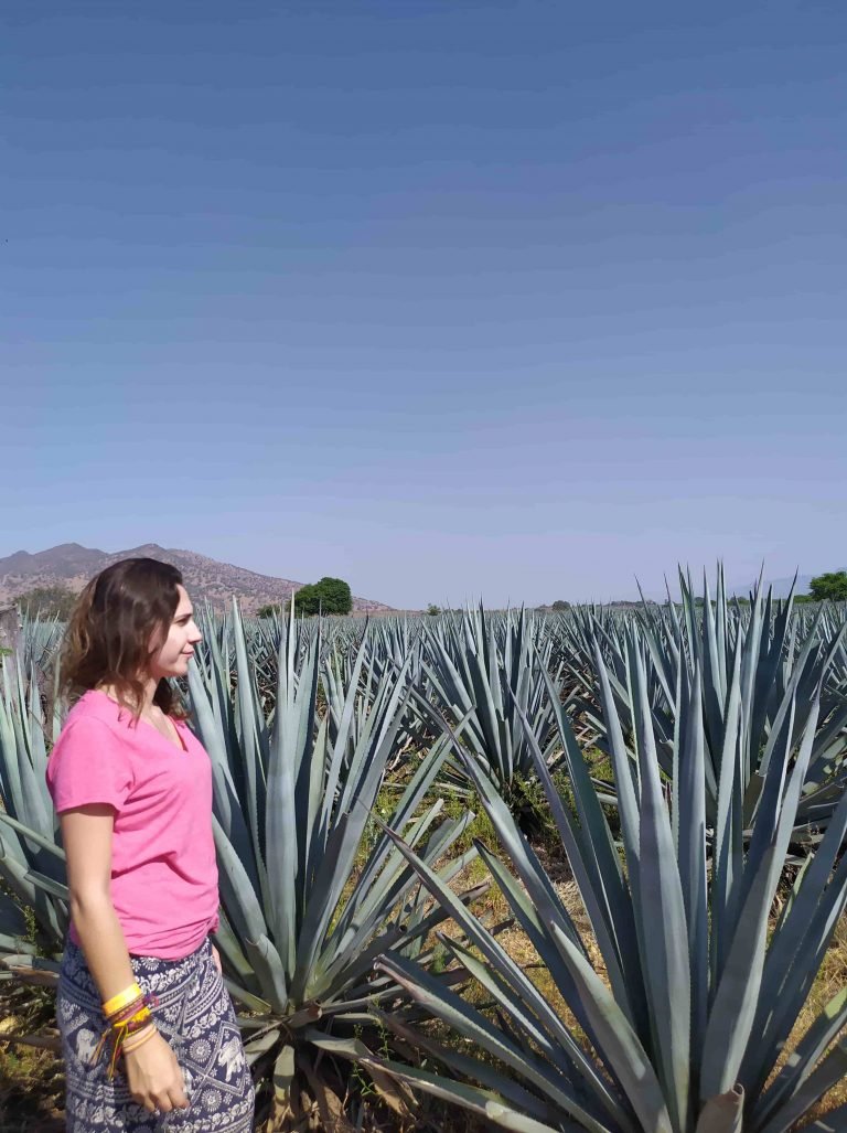 Que hacer en Tequila Jalisco Guía Completa Descúbrete Viajando